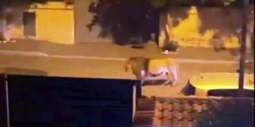 Alldaynews.gr Λιοντάρι το έσκασε από τσίρκο στην Ιταλία και κυκλοφορεί ανενόχλητο σε πόλη – Σε… lockdown 40.000 κάτοικοι (video)