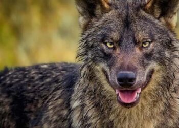 Σέρρες: Λύκος κατασπάραξε πόνυ – Σκληρές εικόνες