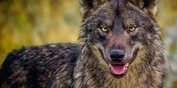 Alldaynews.gr Σέρρες: Λύκος κατασπάραξε πόνυ – Σκληρές εικόνες
