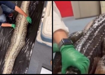 Αδιανόητο video με αλιγάτορα να βγαίνει μέσα από έναν πύθωνα (video)