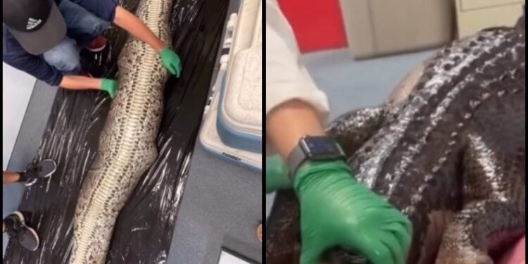 Alldaynews.gr Αδιανόητο video με αλιγάτορα να βγαίνει μέσα από έναν πύθωνα (video)