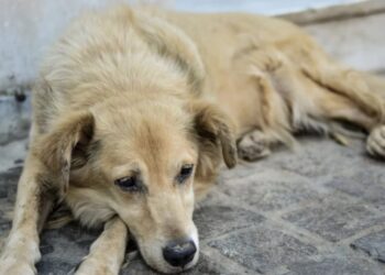 Βόλος: 59χρονος έσερνε σκυλάκια με το αγροτικό του-«Δεν φταίω εγώ, αλλά τα ζώα», είπε ο δράστης