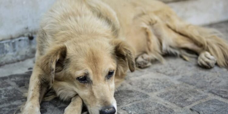 Βόλος: 59χρονος έσερνε σκυλάκια με το αγροτικό του-«Δεν φταίω εγώ, αλλά τα ζώα», είπε ο δράστης