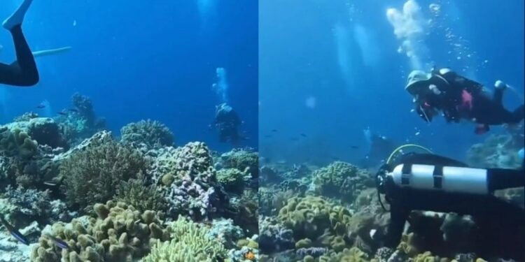 Alldaynews.gr Σπάνιο στιγμιότυπο δείχνει τι συμβαίνει στον βυθό της θάλασσας όταν γίνεται σεισμός (video)