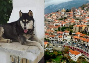 Alldaynews.gr Αράχωβα: Σοκαρισμένη η κτηνίατρος που εξέτασε τον Όλιβερ – «Κακοποιήθηκε από άνθρωπο, δεν μπορούσε να επιζήσει» (video)