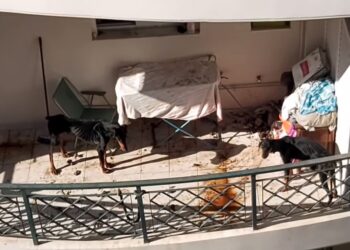 Δύο ντόπερμαν αργοπεθαίνουν εγκαταλελειμμένα σε μπαλκόνι