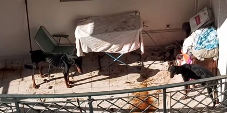 Alldaynews.gr Δύο ντόπερμαν αργοπεθαίνουν εγκαταλελειμμένα σε μπαλκόνι
