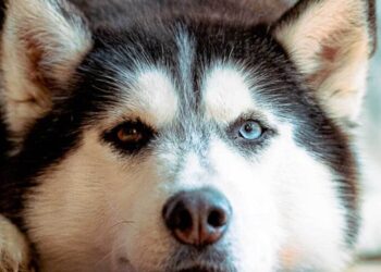 Alldaynews.gr Κτnνωδία: Δεν το χωράει ο νοuς αuτό που έκαναν σε Χάσκι στην Αράχωβα