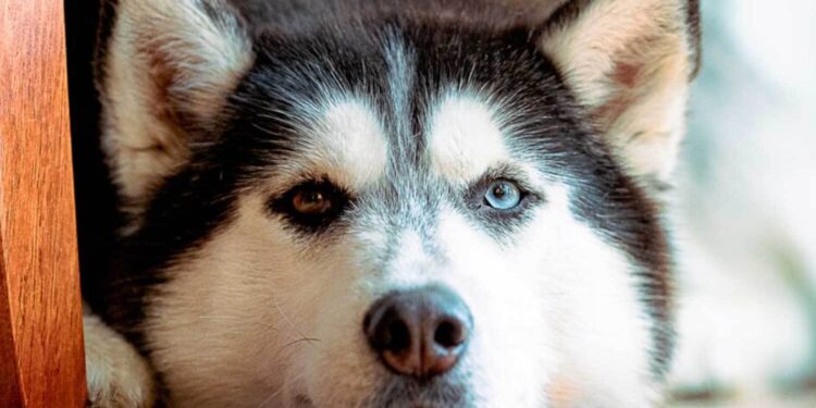 Alldaynews.gr Κτnνωδία: Δεν το χωράει ο νοuς αuτό που έκαναν σε Χάσκι στην Αράχωβα