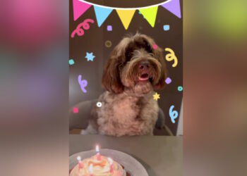 Στέφανος Κασσελάκης: Ανέβασε βίντεο για τα γενέθλια του σκύλου του, Farlie