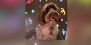 Στέφανος Κασσελάκης: Ανέβασε βίντεο για τα γενέθλια του σκύλου του, Farlie