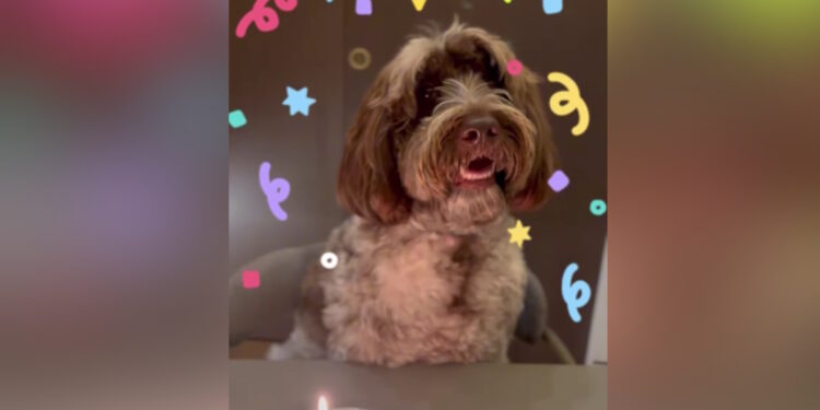 Στέφανος Κασσελάκης: Ανέβασε βίντεο για τα γενέθλια του σκύλου του, Farlie