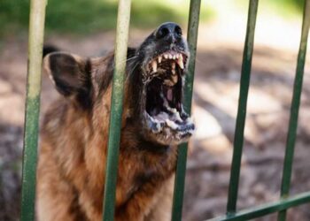 Ο πατέρας του 9χρονου περιγράφει πώς έγινε η επίθεση από τον σκύλο στο Καματερό – «Είχε πάθει σοκ το παιδί, ο ιδιοκτήτης εξαφανίστηκε»