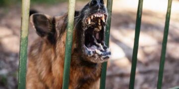 Alldaynews.gr Ο πατέρας του 9χρονου περιγράφει πώς έγινε η επίθεση από τον σκύλο στο Καματερό – «Είχε πάθει σοκ το παιδί, ο ιδιοκτήτης εξαφανίστηκε»