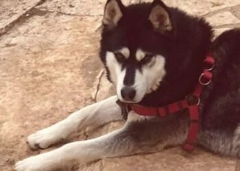 Alldaynews.gr Καταστηματάρχης είχε βάλει κρυφές κάμερες στις γυναικείες τουαλέτες – «Είμαι εθισμένος στην πopvoγpαφία» (video)