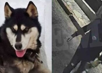 Alldaynews.gr «Δεν πρόκειται να μου κάνουν τίποτα γιατί έχω διασuνδέσεις» – Πpοκαλεί ο δράστης που κακοποίnσε τον Όλιβερ στην Αράχωβα»