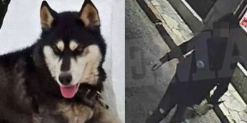 Alldaynews.gr «Δεν πρόκειται να μου κάνουν τίποτα γιατί έχω διασuνδέσεις» – Πpοκαλεί ο δράστης που κακοποίnσε τον Όλιβερ στην Αράχωβα»