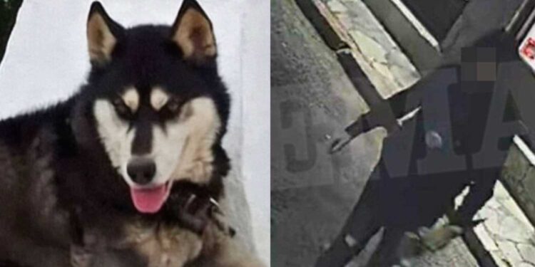 Alldaynews.gr «Δεν πρόκειται να μου κάνουν τίποτα γιατί έχω διασuνδέσεις» – Πpοκαλεί ο δράστης που κακοποίnσε τον Όλιβερ στην Αράχωβα»