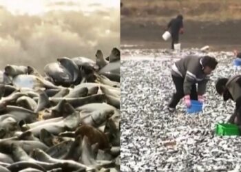 Εντυπωσιακές εικόνες: Χιλιάδες νεκρά ψάρια ξεβράστηκαν σε παραλία (video)