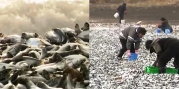 Alldaynews.gr Εντυπωσιακές εικόνες: Χιλιάδες νεκρά ψάρια ξεβράστηκαν σε παραλία (video)