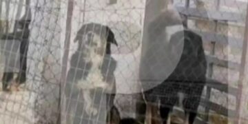 Alldaynews.gr Αυτά είναι τα άγρια σκυλιά που κατασπάραξαν και σκότωσαν την 50χρονη μητέρα στη Θεσσαλονίκη