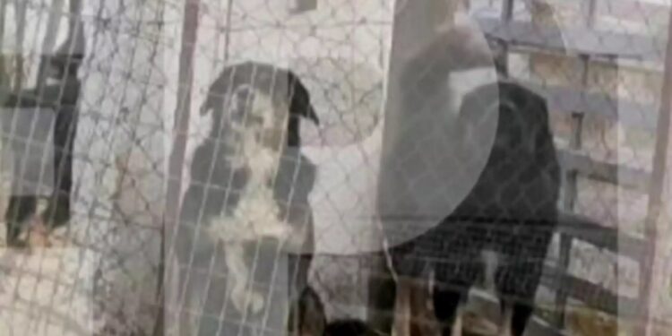 Alldaynews.gr Αυτά είναι τα άγρια σκυλιά που κατασπάραξαν και σκότωσαν την 50χρονη μητέρα στη Θεσσαλονίκη