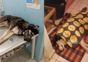 Alldaynews.gr Κτηνωδία στην Αράχωβα: Το Ανθρωποκτονιών αναλαμβάνει την υπόθεση του Όλιβερ