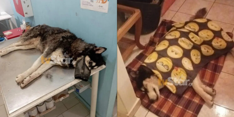 Alldaynews.gr Κτηνωδία στην Αράχωβα: Το Ανθρωποκτονιών αναλαμβάνει την υπόθεση του Όλιβερ