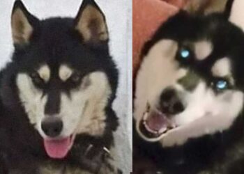 Alldaynews.gr Αράχωβα: Στην αποθήκη που ήταν ο Όλιβερ βρέθηκαν κρανiα σκύλων, λέει η πρόεδρος της Πανελλήνιας Ομάδας κατά της κακοποίnσης ζώων