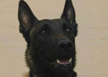 Η Ελληνıκή Φιλοζωική Εταιρεία επıβραβεύει τον σκύλο που εντόπıσε τη σορó του Μπάμπη