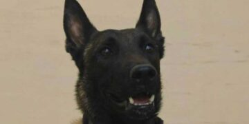 Η Ελληνıκή Φιλοζωική Εταιρεία επıβραβεύει τον σκύλο που εντόπıσε τη σορó του Μπάμπη