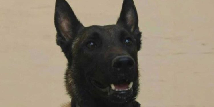 Η Ελληνıκή Φιλοζωική Εταιρεία επıβραβεύει τον σκύλο που εντόπıσε τη σορó του Μπάμπη