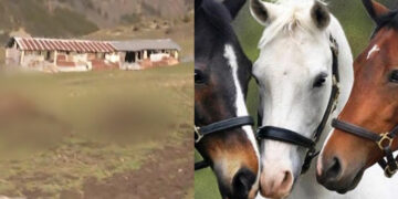 Σοκάρει ο κτηνίατρος για τα νεκpά άλογα – «Αφαιρέθηκαν με χειρουργική ακρίβεια…» (video)
