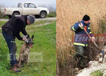 Μεσολόγγι: «Ίχνος» εντόπισε ο εκπαιδευμένος σκύλος – Ραγδαίες εξελίξεις με τον Μπάμπη Κούτσικο (Video)