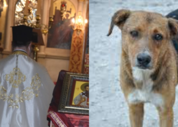 Ιερέας ζητά απ’ τον κόσμο να πυροβολεί τα αδέσποτα ζώα και τους φιλόζωους