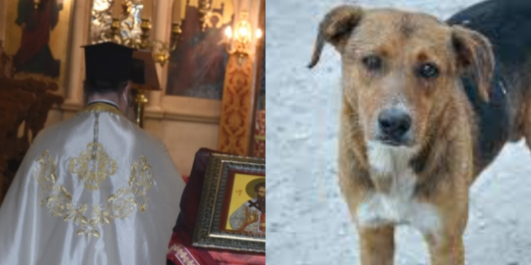 Ιερέας ζητά απ’ τον κόσμο να πυροβολεί τα αδέσποτα ζώα και τους φιλόζωους