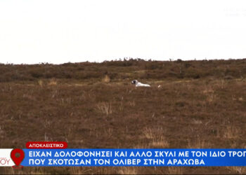 Alldaynews.gr Ραγδαίες εξελίξεις στην υπόθεση Όλιβερ: Αποκάλυψη – Είχαν δολοφονήσει και άλλο σκυλί με τον ίδιο τρόπο