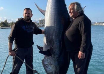 400 κιλά βάρος, κοντά 3 μέτρα: Το μεγαλύτερο ψάρι που πιάστηκε στις ελληνικές θάλασσες με το ζόρι χωρούσε σε φωτογραφία