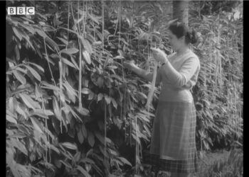 Σαν σήμερα 1 Απριλίου: Το BBC κάνει μία αξέχαστη Πρωταπριλιάτικη φάρσα για το… μακαρονόδεντρο!