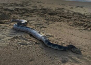 Αγόρασε vintage Rolex με μόλις 45 ευρώ – Όταν έμαθε την πραγματική του αξία έπαθε σοκ