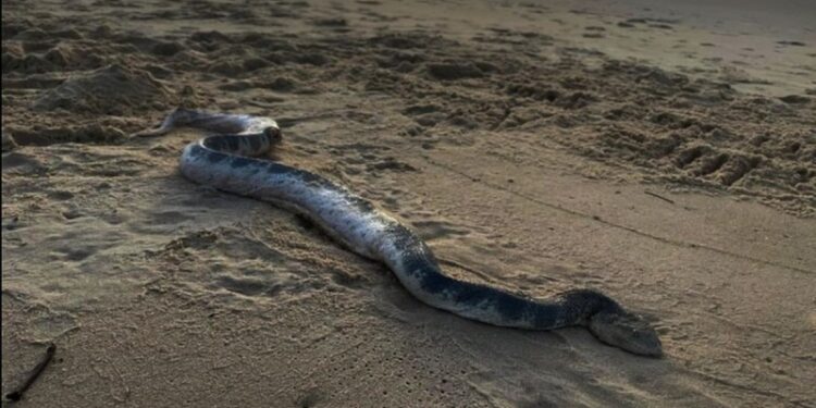 Alldaynews.gr Αγόρασε vintage Rolex με μόλις 45 ευρώ – Όταν έμαθε την πραγματική του αξία έπαθε σοκ