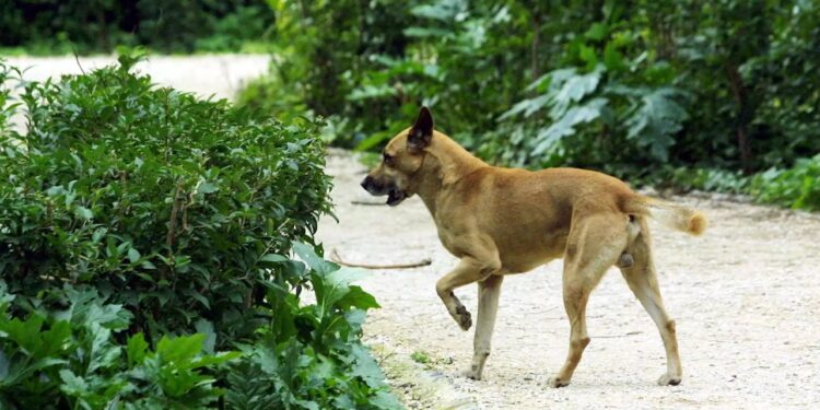 Alldaynews.gr Βίντεο ντοκουμέντο με έναν άνδρα να πυροβολεί εν ψυχρώ έναν σκύλο σε δρόμο (video)