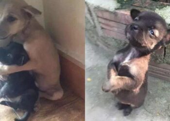 Η υιοθεσία που «έλιωσε» το διαδίκτυο: Αδέσποτος σκύλος δεν σταματάει να αγκαλιάζει τον φίλο του όταν τους έσωσαν από τον δρόμο