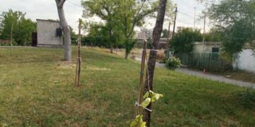 Alldaynews.gr Θεσσαλονίκη: Βάνδαλοι κατέστρεψαν 12 δέντρα που είχαν φυτέψει μαθητές και αστυνομικοί για τα θύματα των Τεμπών