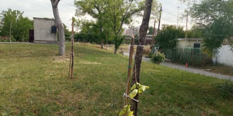 Alldaynews.gr Θεσσαλονίκη: Βάνδαλοι κατέστρεψαν 12 δέντρα που είχαν φυτέψει μαθητές και αστυνομικοί για τα θύματα των Τεμπών
