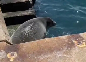 Θεσσαλονίκη: Φώκια «λιάζεται» στον Θερμαϊκό και γίνεται viral