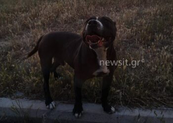 «Κομμάτιασε το σκυλάκι και δάγκωσε την γυναίκα» – Σοκαριστικές μαρτυρίες για το πιτ μπουλ στη Θεσσαλονίκη και βίντεο που βολτάρει ελεύθερο