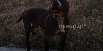 Alldaynews.gr «Κομμάτιασε το σκυλάκι και δάγκωσε την γυναίκα» – Σοκαριστικές μαρτυρίες για το πιτ μπουλ στη Θεσσαλονίκη και βίντεο που βολτάρει ελεύθερο