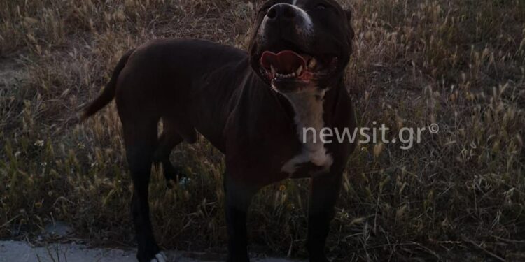 Alldaynews.gr «Κομμάτιασε το σκυλάκι και δάγκωσε την γυναίκα» – Σοκαριστικές μαρτυρίες για το πιτ μπουλ στη Θεσσαλονίκη και βίντεο που βολτάρει ελεύθερο