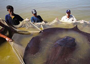 Κακός οιωνός: Εντόπισαν το ψάρι που «φέρνει» τον σεισμό σύμφωνα με την μυθολογία